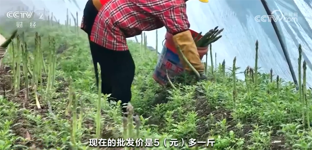 富百姓餐桌 “数”“智”联动带来高收益CQ9电子网站时令蔬果“抢鲜”上市丰(图2)
