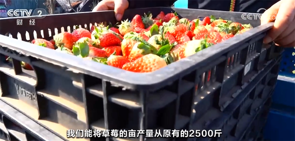 富百姓餐桌 “数”“智”联动带来高收益CQ9电子网站时令蔬果“抢鲜”上市丰(图4)