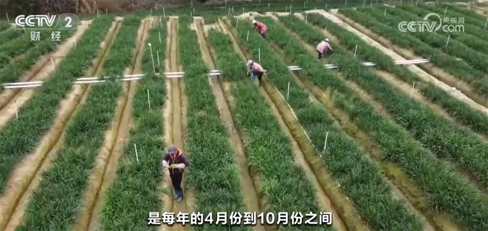 富百姓餐桌 “数”“智”联动带来高收益CQ9电子网站时令蔬果“抢鲜”上市丰(图6)